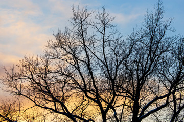 Fototapeta na wymiar Naked branches on a tree against a sunset sun
