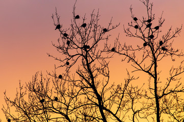 Birds on the branches of a tree against the sunset