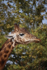 giraffe in zoo