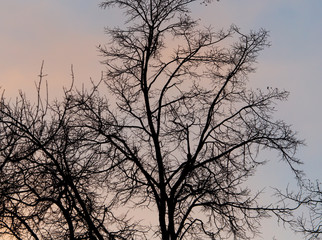 Naked branches on a tree against a sunset sun