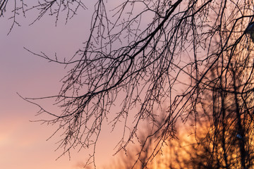 Naked branches on a tree against a sunset sun