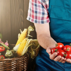 Farmer hold fresh organic tomatoes in his hands. Vegetable harvest concept