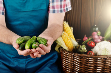 Farmer hold fresh organic cucumbers in his hands. Vegetable harvest concept