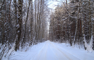 Snow road in the forest in winter