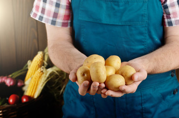 Farmer hold fresh organic potatoes in his hands. Vegetable harvest concept