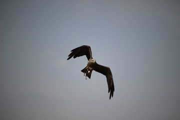 eagle in flight