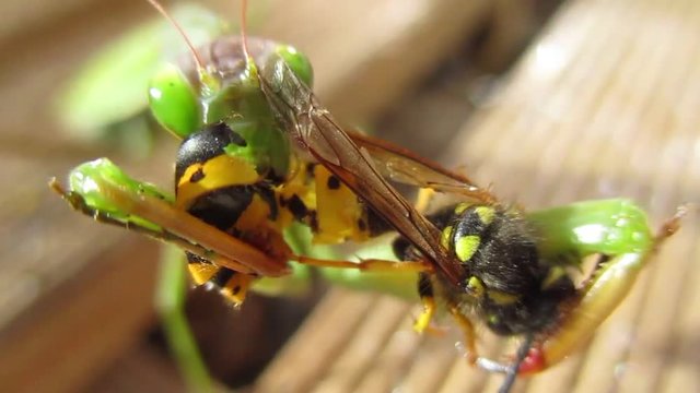 macro d'une mante religieuse verte qui se restaure en terrasse au soleil