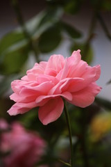 Fototapeta premium pink flower