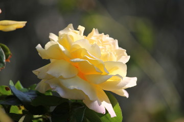 Fototapeta na wymiar yellow rose