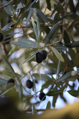 olives on branch