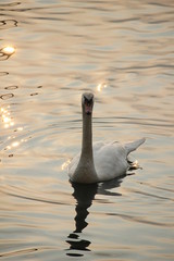 swan on lake