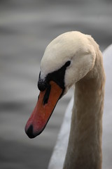 portrait of a black swan