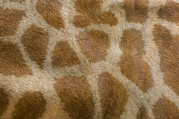 Giraffe skin pattern for background. © MrPreecha
