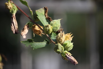 branch of a tree