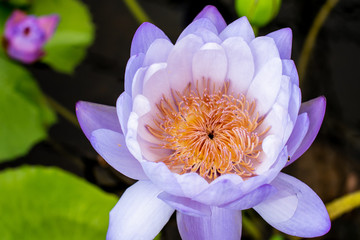 Nice lotus flower in pond
