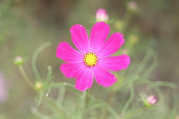 Fototapeta premium cosmos