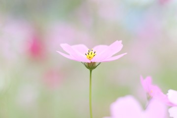 Fototapeta premium cosmos flower