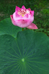 Lotus is blooming in the park.