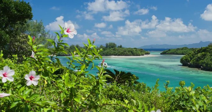 Hibiscus flower in ishigaki island of Japan