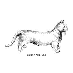Hand drawn munchkin cat