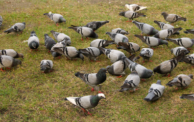 Pigeons searching for food