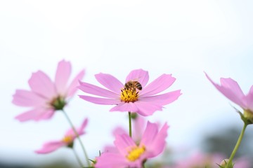 Obraz premium bee and cosmos