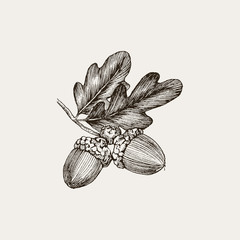 Engraving Oak Acorn isolated on white background. Detailed vector illustration of hand drawn autumn oak nut. Vintage retro fall seasonal decor. - 229708568