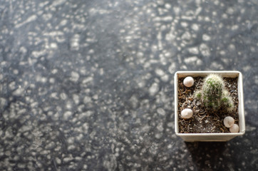 The cactus is in the morning cafe.In cafes with cactus Small trees.