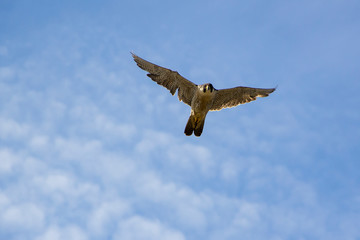 Flying a falcon peregrine (Falco peregrinus) in the sky