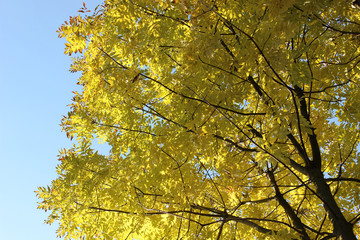 Golden yellow leaves tree