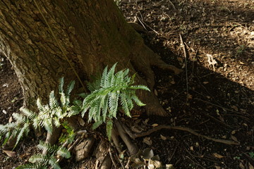 Fern and Tree