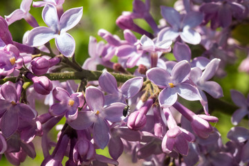 Lilac flowers close-up © Сергей Зыков