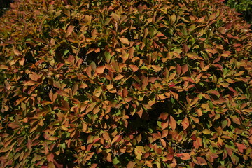 Leaves of Autumn