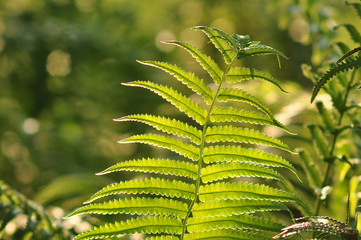 Beautiful ferns leaves green foliage natural floral fern background in sunlight.