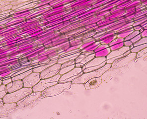 Fototapeta premium Close up on pink plant cells.