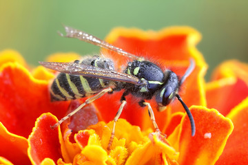 Wasp and marigold
