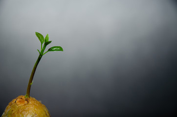 The seed of avocado.Growing plants.Small tree.Green tree.Do not focus on objects......