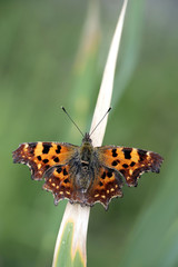 Comma butterfly