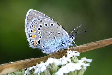 Amanda's blue butterfly © Henri Koskinen