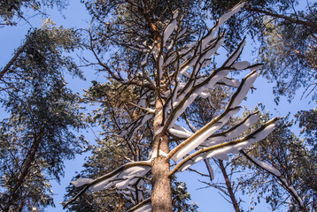 Winter landscape with snow covered pine forest