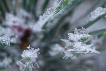 Macro hoarfrost on pine needles