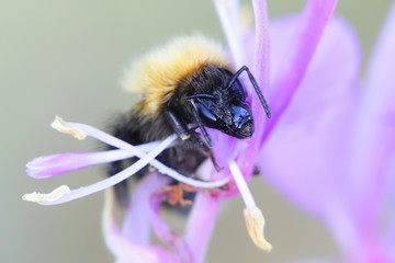 White-tailed bumblebee