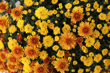 Yellow chrysanthemum flowers close up. Floral background.