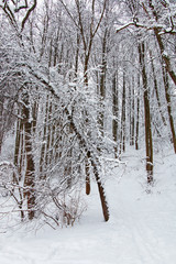 Beautiful winter landscape. Forest after snowfall