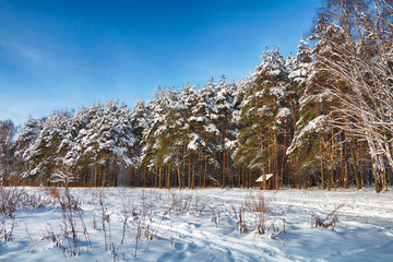 Beautiful winter forest after a snowfall in sunny weather.