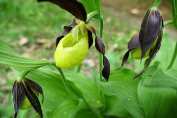heimische orchidee Frauenschuh