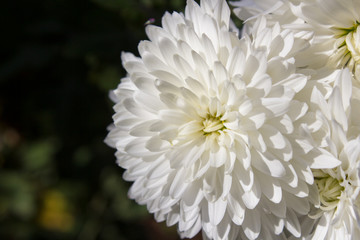 White Chrysanthemum,White chrysanthemums blooming in the sunlight in the morning