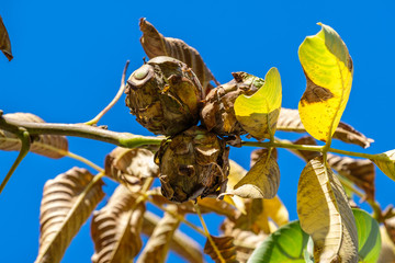 Walnüsse vor blauem Himmel im Baum