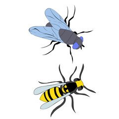 vector, isolated, insect, bee and fly