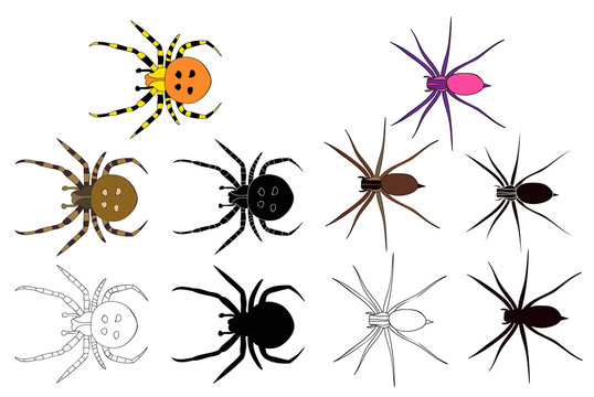 isolated, insect, spider set, sketch and silhouette